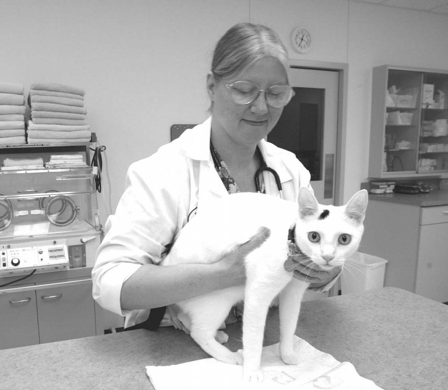Cat Clinic of The Quad Cities Davenport IA 52807 5633552927